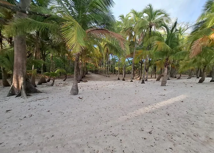 Barrigona's Dreams